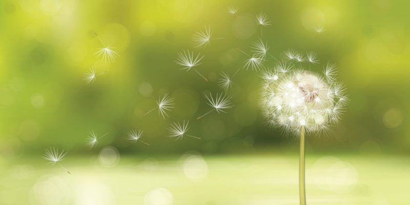 Dandelion Dandelion