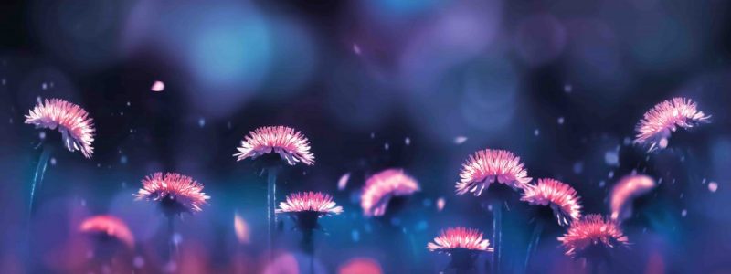Rosa_Pusteblume Rosa_Pusteblume