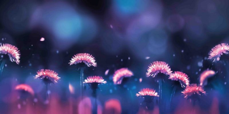 Rosa_Pusteblume Rosa_Pusteblume